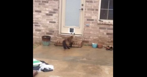 Hij creëerde een prachtige ingang voor zijn kat, maar die denkt daar toch anders over…