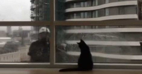 Deze kat zit vol spanning voor het raam te wachten, want daar komt de glazenwasser!