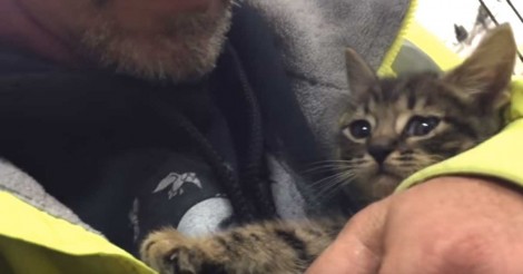 Dit katje zat 33 uur vast in een buis.. bekijk hier wat ze doen om hem eruit te krijgen!