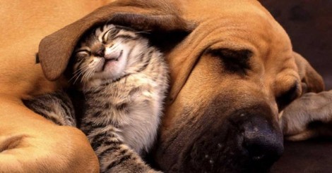 14 katten die verliefd zijn op hun hondenvriendjes!