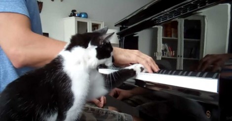 Deze aanhankelijke kat laat zijn baasje werkelijk geen moment met rust!