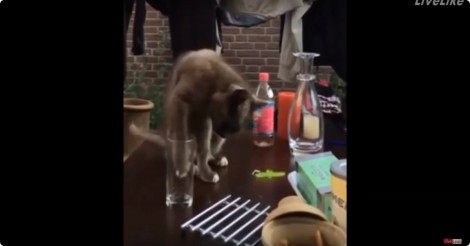 Dorstige kat wordt gefopt. Mis vooral zijn verbaasde reactie niet!