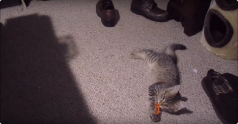 Schattig katje lijkt baasje te gehoorzamen als dit wordt gevraagd