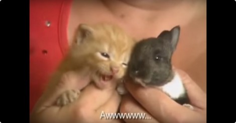 Toen konijntje bubbles’ moeder overleed kreeg ze een wel héél bijzondere adoptiemoeder