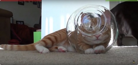 Katten zijn.. eigenaardig, ondeugend, nieuwsgierig. en nog veel meer!