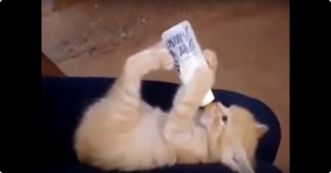 Klein baby katje drinkt zelfstandig melk… uit de fles en op de kop!
