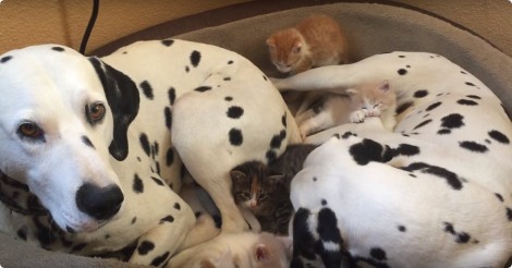 Elke dag wachten deze 2 dalmatiërs op 5 kittens om dit te doen