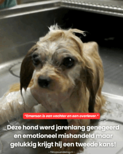 Gelukkig krijgt hij een tweede kans!