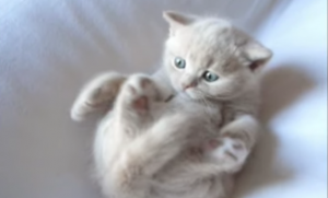 Deze kitten kan maar niet van zijn eigen pootjes afblijven!