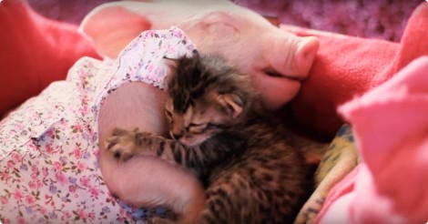 Dit biggetje zou worden geslacht.. dit katje zou sterven. maar toen ontstond iets prachtigs!