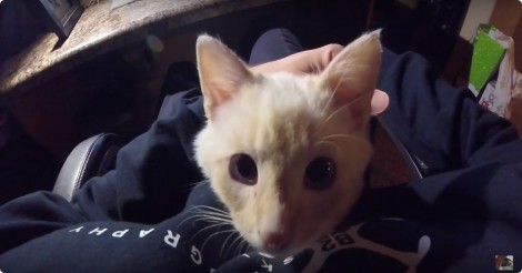 Bevroren katje vindt nieuwe vriend in zijn redder. Mooi!