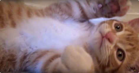 Katten hebben zo hun maniertjes om te laten zien hoeveel ze om je geven… ahh!