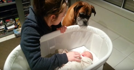 Deze nieuwsgierige boxers maken kennis met de nieuwe baby… schattig!