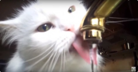 Er wordt gezegd dat katten gek zijn op melk… maar klopt dat wel?