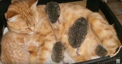 Deze verstoten baby egeltjes worden gelukkig geadopteerd.. door een kat!