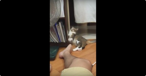 Dit katje wil spelen, maar dan blijkt er iets mis met de voeten van deze man… hahah!