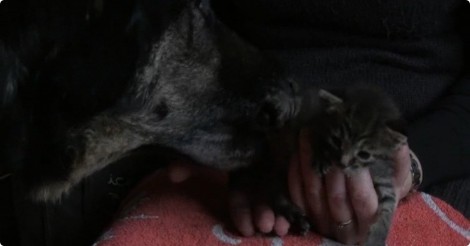 Als de moeder van deze kleine katjes komt te overlijden… gebeurt er iets prachtigs!