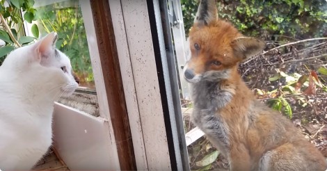 Deze katjes staan voor het raam te kijken… Als ineens een wilde vos verschijnt!