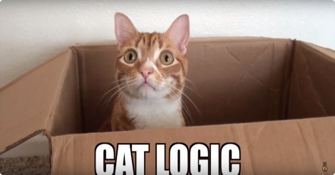 Katten… en hun eigenwijze logica.