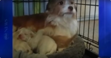 Zorgzaam hondje voedt haar 2 puppy’s.. maar daar blijft het niet bij.