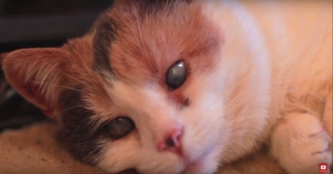 Deze kat is al jaren blind. Maar dan besluit zijn baasje om iets moois te ondernemen!