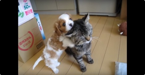 Ahh! deze kleine pup wil spelen… maar de kat heeft daar niet zo zin in.