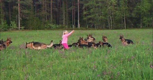 5-jarig-meisje-speelt-met-herdershonden