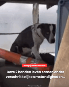 Maar dan komt er hulp..