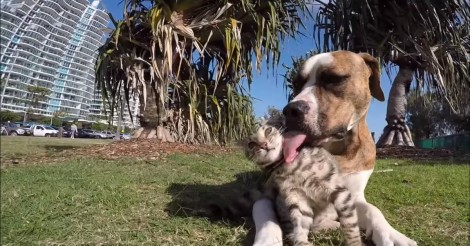 Hij neemt een kat mee naar een hondenshow. Wat dan gebeurt is zo schattig!