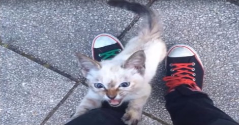 Meestal kiezen mensen hun huisdieren… maar dit katje koos haar baasje!