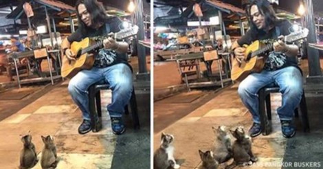 Deze straatmuzikant wordt door iedereen genegeerd… behalve door 4 straatkittens!