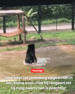 Hoe hij reageert als hij mag zwemmen is prachtig!