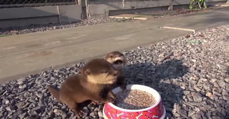 Deze twee baby otters werden gered van dierenhandelaren… Luister als ze hun ontbijt krijgen!