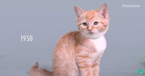 Zó evolueert schoonheid in 100 jaar… van katten!