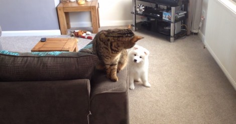 Dit schattige hondje wil vriendjes worden met de kat… let op wat er gebeurt!