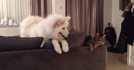 Dit lieve hondje wil gezellig samen spelen… maar let op hoe de kat reageert!