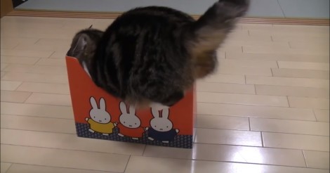 Enkele veel te kleine dozen… en een kat! zo grappig!