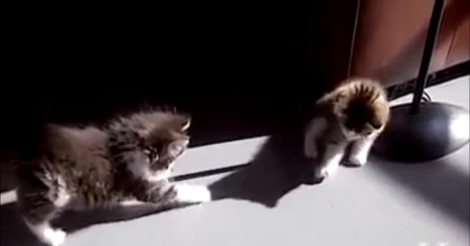Deze katten merken hun eigen schaduw op… let op hun hilarische reactie!
