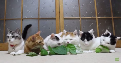 Hij legt een tak met bladeren voor een groep katten… let op hun hypnotiserende reactie!