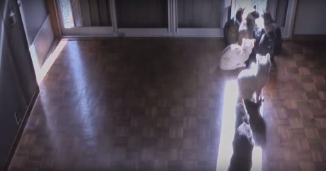 Momentje nodig om te relaxen? leer van deze katten!