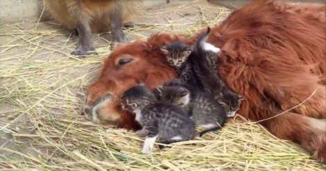 Deze schattige kittens spelen met een pony, maar kijk eens wie we daar nog meer hebben!