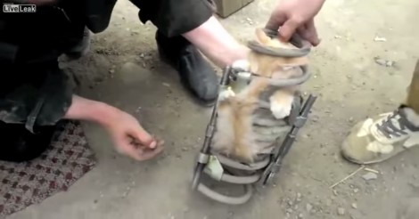 Zij horen gejank onder een vrachtwagen komen… dit beestje moet bevrijd worden!