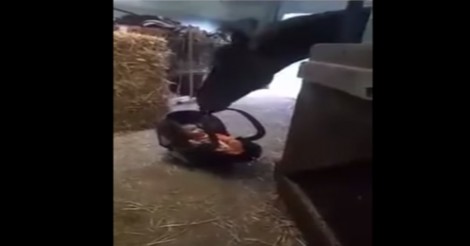Zij legt haar baby neer op de grond…. Maar hoe gaat het paard hierop reageren?