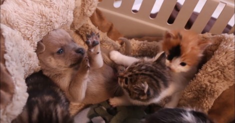 Deze pup was 2 dagen oud toen hij wees werd… Maar toen maakte hij kennis met zijn nieuwe familie