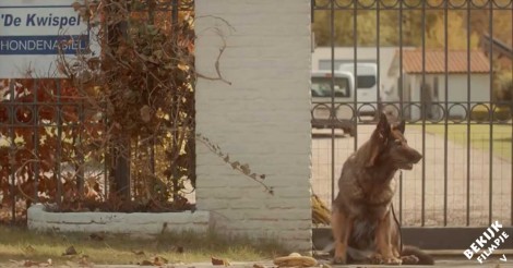 Zij nemen dolenthousiast een nieuwe pup, maar dan krijgen ze al snel hun bedenkingen…