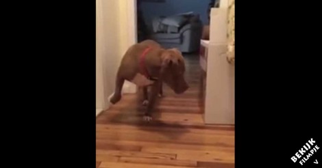 Als deze stoere pitbull ziet dat de kat slaapt… doet hij álles om de kat niet wakker te maken!