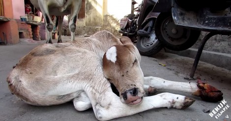 Dit kalf kan niet lopen en is er slecht aan toe… maar haar moeder wijkt geen moment van haar zijde!