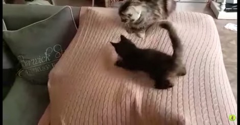 Deze katjes zijn allemaal fanatiek aan het spelen… maar kijk naar de bovenste kat!