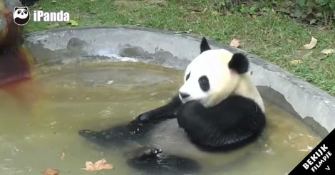 Deze panda moet in bad… kijk eens hoe uitgebreid hij de tijd neemt!