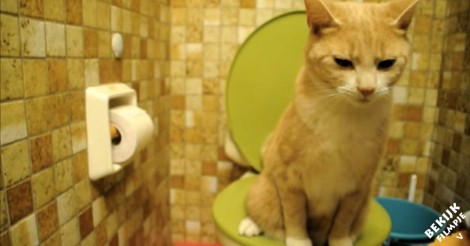 Deze grappige kat is wel heel welgemanierd!